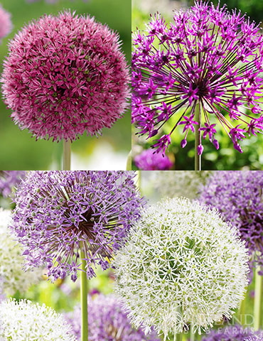 Big and Sensational Allium Collection allium flowers, allium bulbs, allium collection, purple sensation allium, ostara allium, big impact allium, flower bulbs for southern states, best bulbs for warm climates