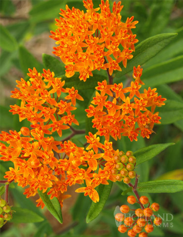 Butterfly Weed Value Pack 