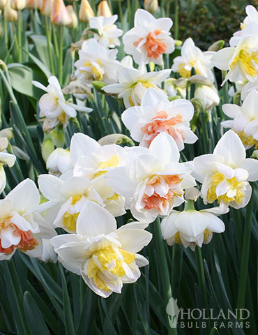 Double Duo Daffodil Mix double daffodil varieties, best place to buy daffodil bulbs, double bloom daffodils, daffodil mix, fragrant daffodils