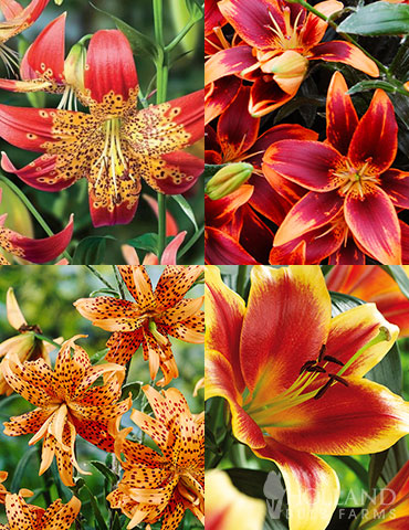 Fiery Hot Lily Collection asiatic lily, types of lilies, lily bulbs, lily flower information, red asiatic lilies, hybrid lilies, types of red lilies, cold hardy lilies