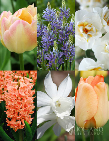 Fragrant Mix Collection 