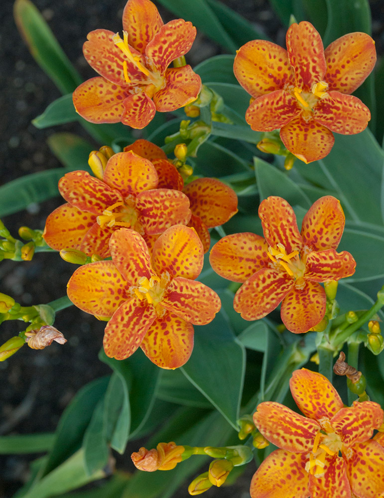 Freckle Face Blackberry Lily 