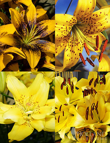 Glowing Sunshine Lily Collection asiatic lily, oriental lily, orienpet lily, tiger lily, yellow lily, white lily, types of lilies, white lilies, calla lilies, yellow tiger lilies, yellow tiger lily meaning