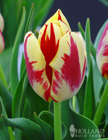 Grand Perfection Triumph Tulip 