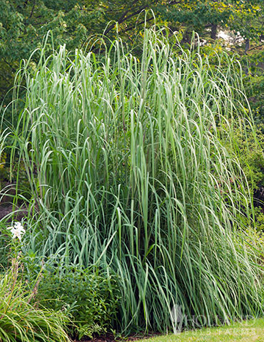 Hardy Pampas Grass Hardy Pampas grass, bare root grasses, ornamental grasses, saccharum ravennae, erianthus ravennae, elephant grass, plume grass, 
