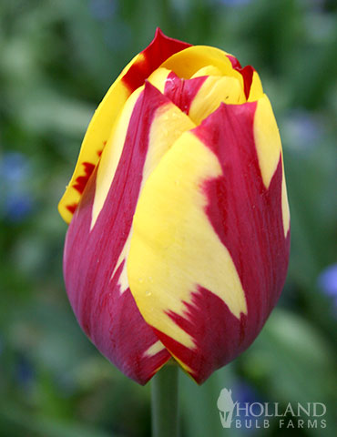 Helmar Triumph Tulip 