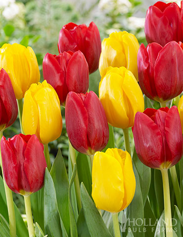 Ketchup and Mustard Tulip Duo tulip bulbs, tulips, tulip bulbs for sale online, mixed tulips, mixed tulip bulbs, wholesale flower bulbs, bulbs from holland