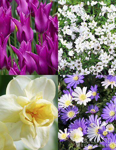 Late Spring Blooms Collection flowers that bloom in may, flowers that bloom in june, late spring flowers, what to plant for blooms in late spring, late blooming tulips, late blooming daffodils