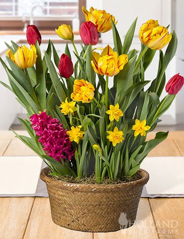 Lovely Life Potted Bulb Garden potted bulbs, indoor bulb gifts, potted bulb garden gifts, best bulb gifts, garden gifts for mom, best gifts for mother's day, indoor growing gifts 