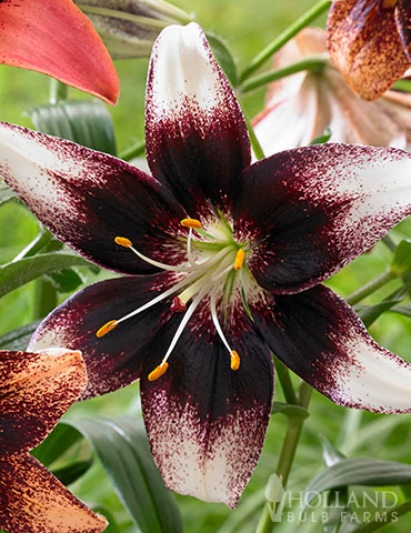 Netties Pride Asiatic Lily 