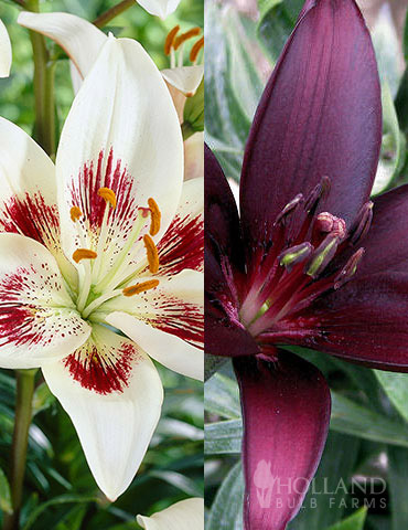 Night &amp; Day Asiatic Lily Collection