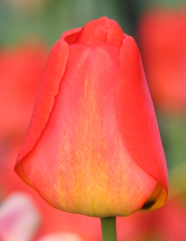 Orange Queen Darwin Hybrid Tulip 