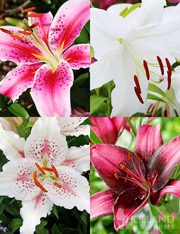 Pink and Purple Star Lily Collection pink lilies, purple lilies, stargazer lilies, Casablanca lilies, white stargazer lilies, fragrant lilies, purple lilies, purple eye lilies, Asiatic lilies, white Asiatic lilies