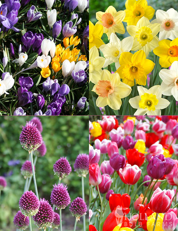 Prime Fall Flower Bulb Garden best place to buy fall bulbs, fall bulb collections, fall blooming bulbs, plant bulbs for sale, fall bulbs wholesale, tulip deals, 
