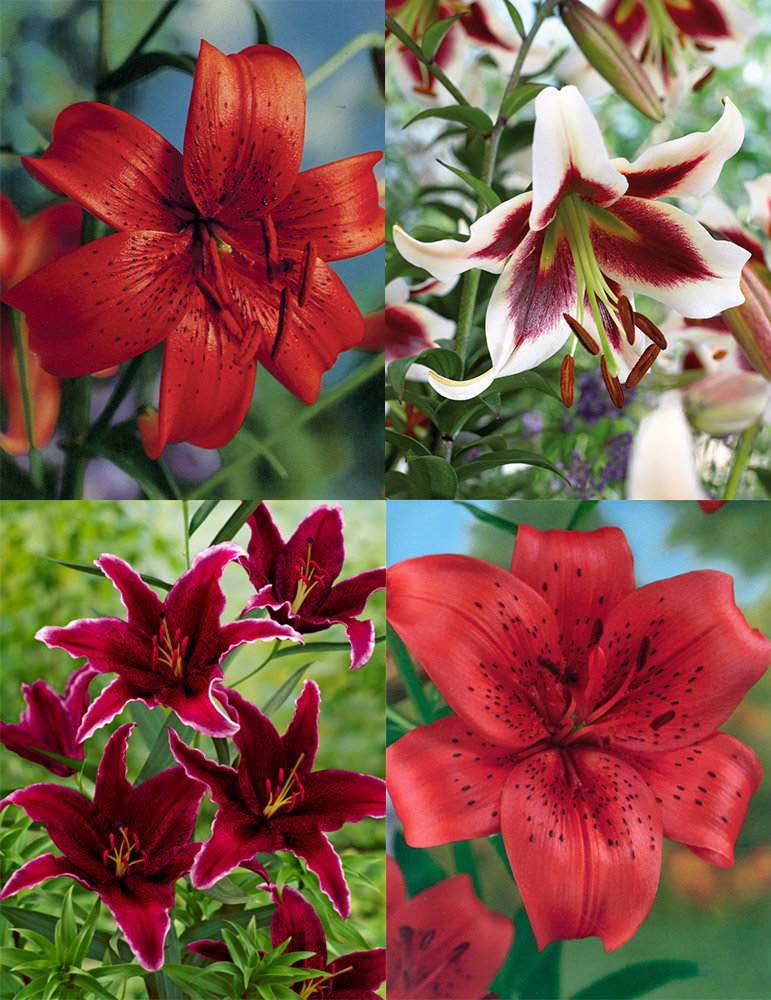 Red Hot Lily Collection 
