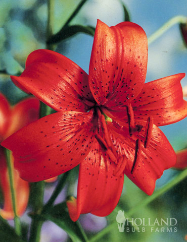 Red Tiger Lily 
