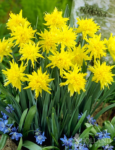 Rip Van Winkle Daffodil Jumbo Bag rip van winkle daffodil, tete a tete daffodil, bulk daffodil bulb, cheap daffodil bulbs, wholesale daffodils, bulk bulbs online, buy daffodil bulbs, bulk daffodils for sale, bulk flower bulbs cheap