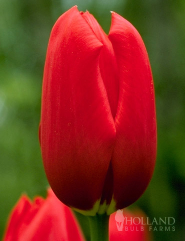 Sky High Scarlet Single Late Tulip 