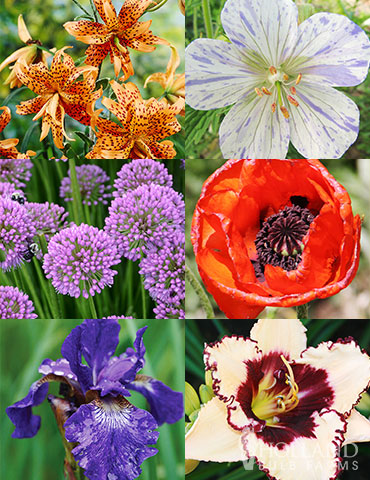 Sunny Blooms Spring Through Summer Collection plants that bloom for a long time, gardens that bloom from spring through summer, blooms all summer, spring blooming perennials, summer blooming perennials