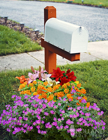 Sunny Perennial Mailbox Garden