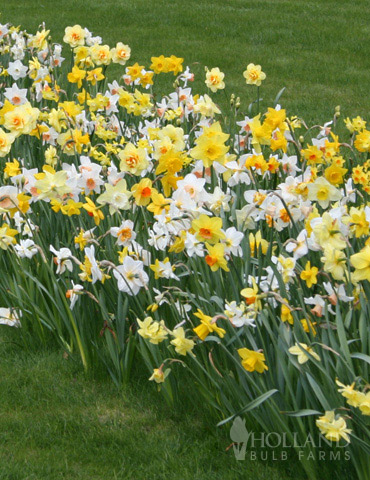 Wholesale Mixed Daffodils - 500+ Bulbs 