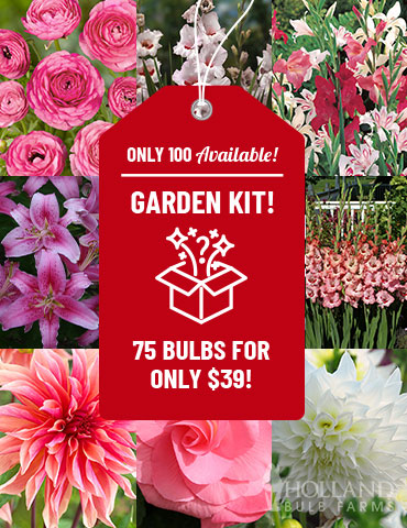 All Summer Blooming Garden Kit