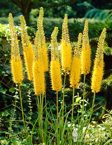 Bungei Yellow Foxtail Lily 