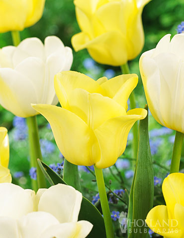 Buttered Popcorn Tulip Duo tulip bulbs for sale, tulip bulbs for sale bulk, white tulips, yellow tulips, bags of tulip bulbs, top rated tulips, triumph tulip mix