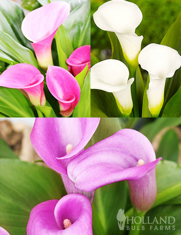 Crystal Clear Calla Lily Collection
