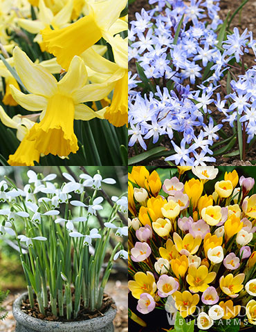 Early Spring Blooms Collection early spring bulbs, spring flowers to plant, first flowers to bloom in spring, fall planted bulbs, crocus bulbs, snowdrops, glory of the snow, miniature daffodils, eary blooming daffodils