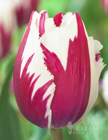 Flaming Baltic Tulip 