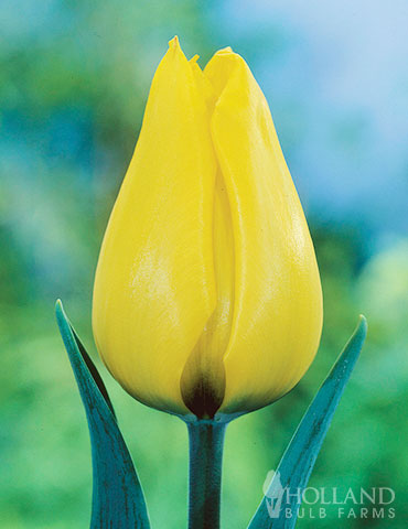 Gold West Greigii Tulips 