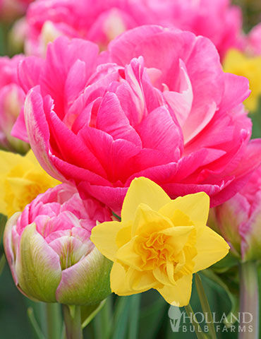 Golden Cotton Candy Tulip & Daffodil Blend double daffodils, pink tulips, daffodil mix, tulip mix, fall bulb mixes, bulb mix