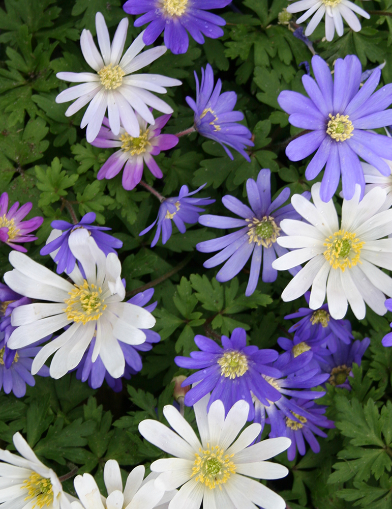 Grecian Windflower or Mixed Anemone 