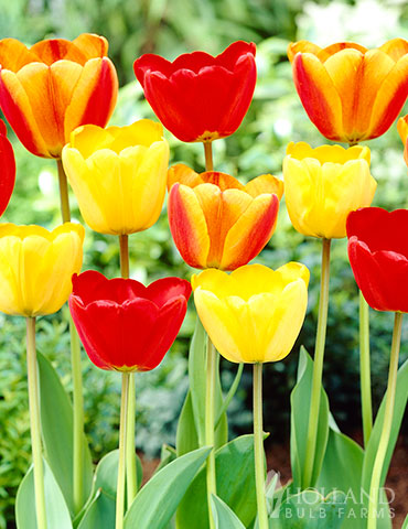 Happy Day Tulip Mix tulip bulbs, spring tulips, tulip varieties, tulip bulbs online, when to buy tulips, bulk tulip orders, colorblends, peach tulips, wholesale bulbs holland, tulip sale, perennial tulip bulbs for sale, best quality tulip bulbs