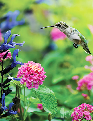 Hummingbird & Butterfly Garden Jumbo Seed Packet 