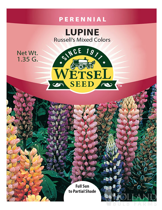 Lupine Russells Mix