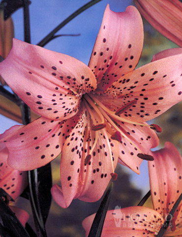 Pink Flavour Tiger Lily 