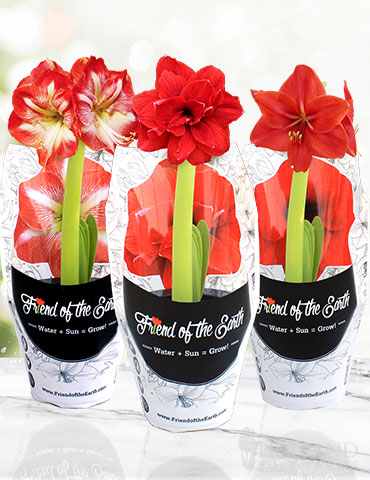 Potted Amaryllis Trio Collection pre-potted amaryllis, amaryllis gifts, potted amaryllis, red amaryllis, bi-color amaryllis, gifts for gardeners, how to grow amaryllis, how to plant amaryllis
