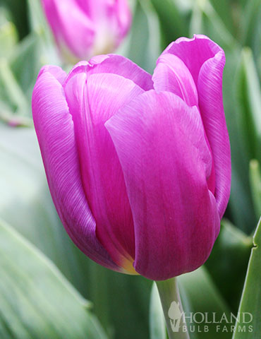 Purple Flag Triumph Tulip 