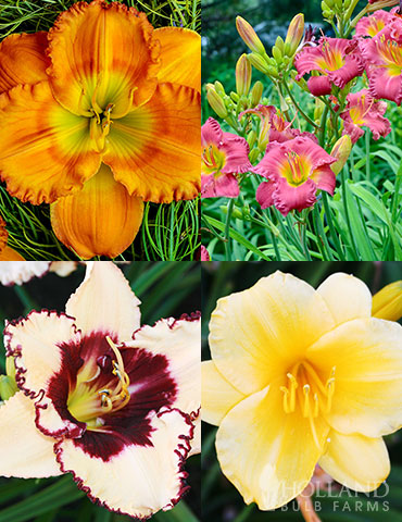 Re-Blooming Daylily Collection
