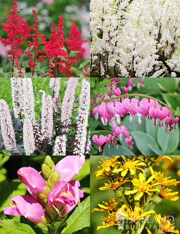 Shady Blooms Spring through Summer Collection shade loving perennials, plants that tolerate shade, plants that bloom all summer, shade garden plants, plants for shaded garden areas, plants for shaded garden corners