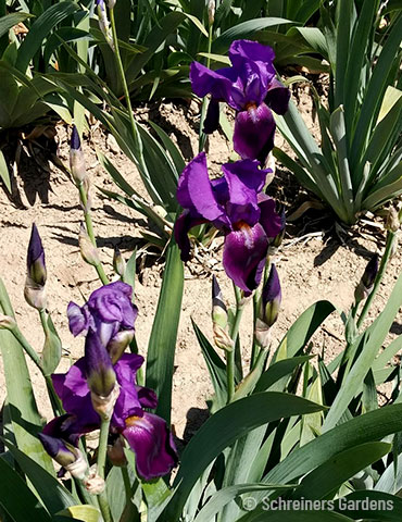 Eleanor Roosevelt Tall German Iris old fashioned iris, old fashioned purple bearded iris, iris germanica, purple iris, bearded iris for sale, bearded iris care, purple bearded iris bulbs
