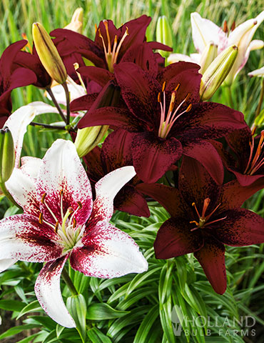 Tribal Tattoo Asiatic Lily Blend asiatic lily, types of lilies, asiatic lily bulbs, lily bulbs wholesale, lily hybrids, asiatic lily perennial, perennial lily types