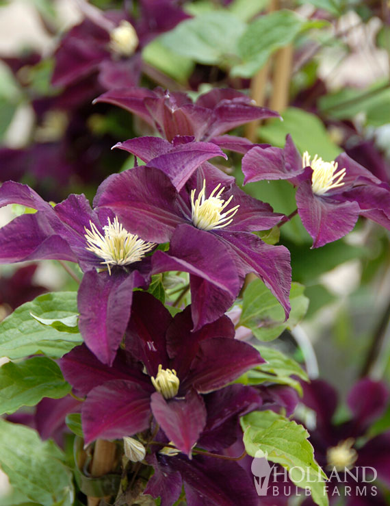 Warsaw Nike Pre-Potted Clematis
