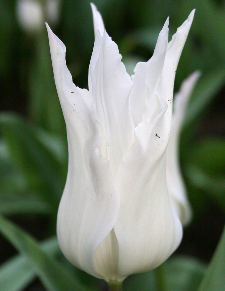 White Triumphator Lily Flowering Tulip 