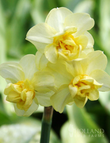 Yellow Cheerfulness Daffodil Jumbo Pack 